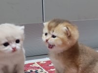 Koca ayı surat boncuk gözler british shorthair yavrular