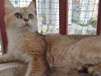 British shorthair ny11 dişi 1.5 yaşında kedimiz