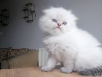 2 aylık scottish fold tosuna yeni yuva arıyoruz