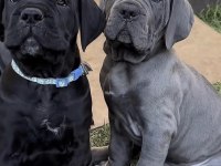Cane Corso Köpeğimiz İçin Ulaşın
