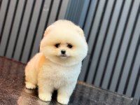 POMERANİAN BOO YAVRULARIM