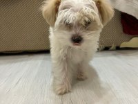 MUHTEŞEM GÜZELLİKTE MALTİPOO YAVRULARIMIZ