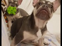 Kardeş French bulldog sahiplendirme