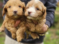 Irk garantili maltipoo yavrularımız hazır