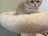 Top kafa a kalite british shorthair yavrular