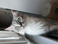İRAN KEDİSİ İKİ YAŞINDA