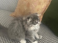 British longhair
