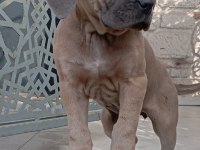 Saf kan mükemmel cane corso yavrular