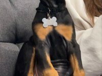Kaliteli İnsanın Kaliteli Köpeği Olur