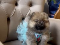 Pomeranian Dişi Prenses