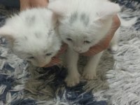 Sevecen british shorthair