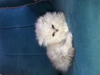 British longhair kedilerimiz 45 günlük
