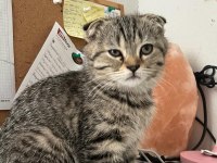 Scottish fold yavru kedimiz