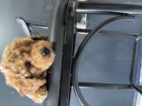 Poodle yavru 2.5 aylık