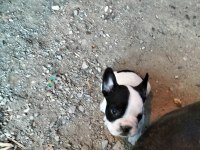 İlgilenen arkadaşlara french bulldog