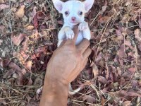 0 Ve 1 Numara Chihuahua Bebeklerim Gelmiştir