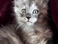 Türkiyenin tek tescilli şampiyonundan maine coon