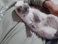 Sevimli scottish fold kedimiz pamuk