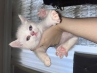 Anne İran Chincilla Baba British Bebek Kediler