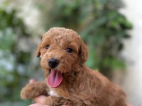 Minyatür toy poodle bebekler