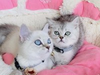 Maviş point ve silver brıtısh shorthair bebekleirm 