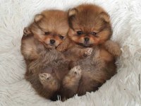 Yavru pomeranian köpeğimiz