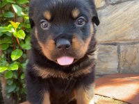 A kalite rottweiler yavruları