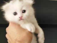Scottish fold yavrular