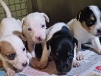 Maskeli Jack Russell Bebekler