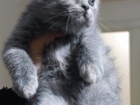 British shorthair ve scottish fold yavrularımız