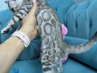 Faturalı Silver Bengal Yavruları