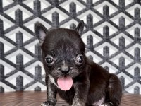 FLUFFY FRENCH BULLDOG DİŞİLER