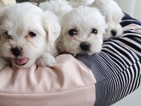 0 numara maltese terrier yavrularımız