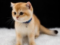 Golden British Shorthair Yavrusu Sevgi Dolu