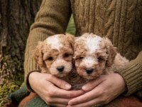 Korekan toy poodle bebeklerimiz