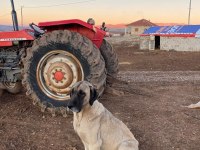 Dişi kangal damızlık 4 yaşında 80 cm