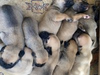 El presa canario puppies