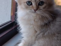 British longhair dişi