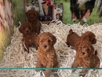 IRK VE SAĞLIK GARANTİLİ KISA BACAK TEACUP POODLE YAVRULAR