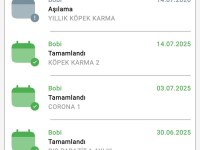 French bulldog platinyum yeşil gözlü karma ve ic diş parazit