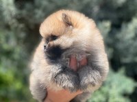 A kalite pomeranian bebeklerim