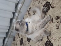 Ücretsiz erkek kedimiz 3 yaşında