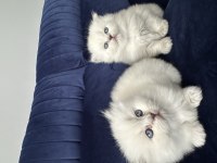 Scottish fold pamuk şekerlerim büyüdü