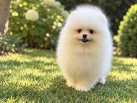 Teacup Kar beyaz Pomeranian Boo Miniğimiz