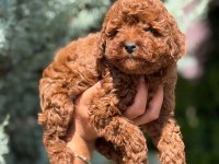 TOY POODLE KÖPEĞİMİZ