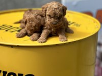 Yumoş Poodle Bebekler