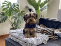 Eğitim Derdi Yok Köpeğimizin