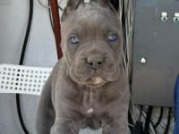 Cane Corso