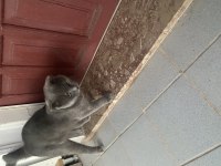 1 yaşında alışkın ısırma huyu yoktur kendini sevdirir