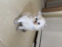 British Longhair Yavrumuz